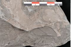Foto (Detailansicht) von Laurus cretacea Ettingshausen (NHMW-GEO-2024-0188-10596)